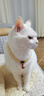 皇家挑嘴成猫猫粮 肠道舒适 EP42通用粮12月以上2KG 实拍图