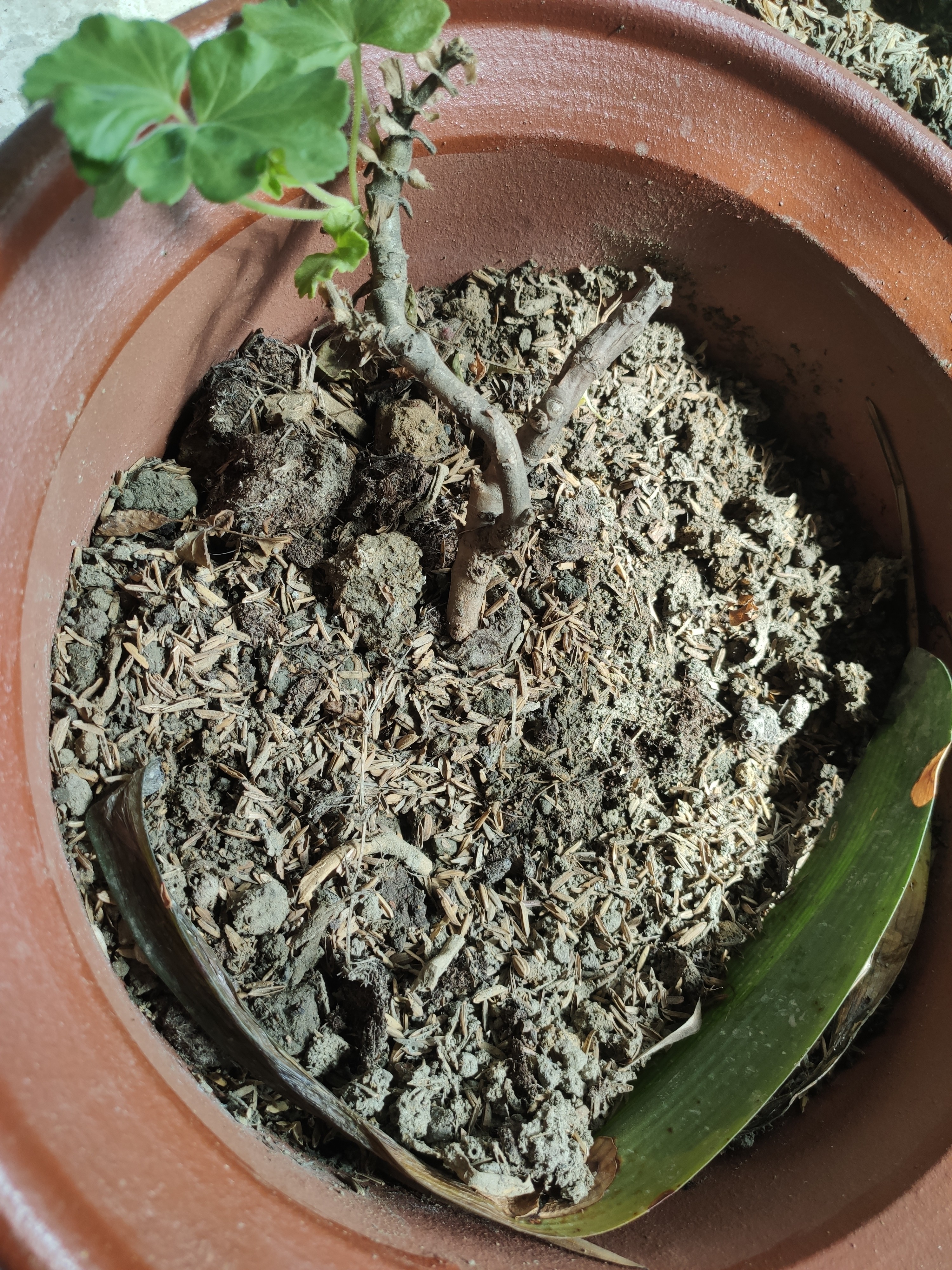紫砂陶瓷花盆特大号花盆粗砂陶土大码陶瓷盆批发落地盆景花卉绿植 同口径32+32两个盆送托盘 实拍图