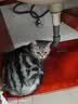 喔喔（WOWO）全价猫粮 经典大蓝包冻干三鲜 成猫幼猫通用猫干粮 鳕鱼虾3kg 实拍图