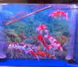 森森鱼缸增氧泵水族箱氧气泵家用小型充氧泵LQE-400 5W双孔+全套配件 实拍图