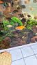 萌嘟星宠鱼缸造景装饰仿真酒桶摆件鱼虾繁殖躲避罐水族箱创意布景 小号 实拍图