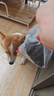 麦富迪狗粮 无谷牛肉双拼狗粮成犬小型犬比熊贵宾缓解泪痕 10kg/20斤 实拍图