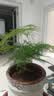 文竹盆栽绿植花卉盆景植物室内客厅水培文松云竹文竹大苗四季常青 小文竹【2棵更实惠】原土球发货 高度15-25cm 实拍图