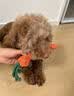 HOUYA狗狗玩具绳结小狗幼犬磨牙柯基洁牙解压自嗨毛绒发声拖鞋 实拍图