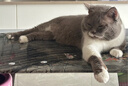 冠能猫粮室内成猫猫粮7kg 全价猫粮 添加膳食纤维 控制毛球 实拍图