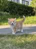 哆宠爱狗狗沐浴露宠物猫咪沐浴露持久除臭清洁除螨专用洗护二合一500ml 实拍图
