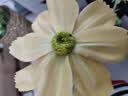 爱已装糖仿真花假花假绿植花瓶插花diy花束塑料花客厅摆件装饰花格桑花1束 实拍图