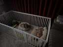 红狗营养膏120g 猫咪狗狗宠物营养补充剂幼猫幼犬增强免疫力维生素 实拍图