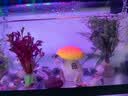 阔庭（KUOTING）新款古法鱼缸一体缸自循环免换水懒人带灯生态鱼缸黑色【超大号】 实拍图