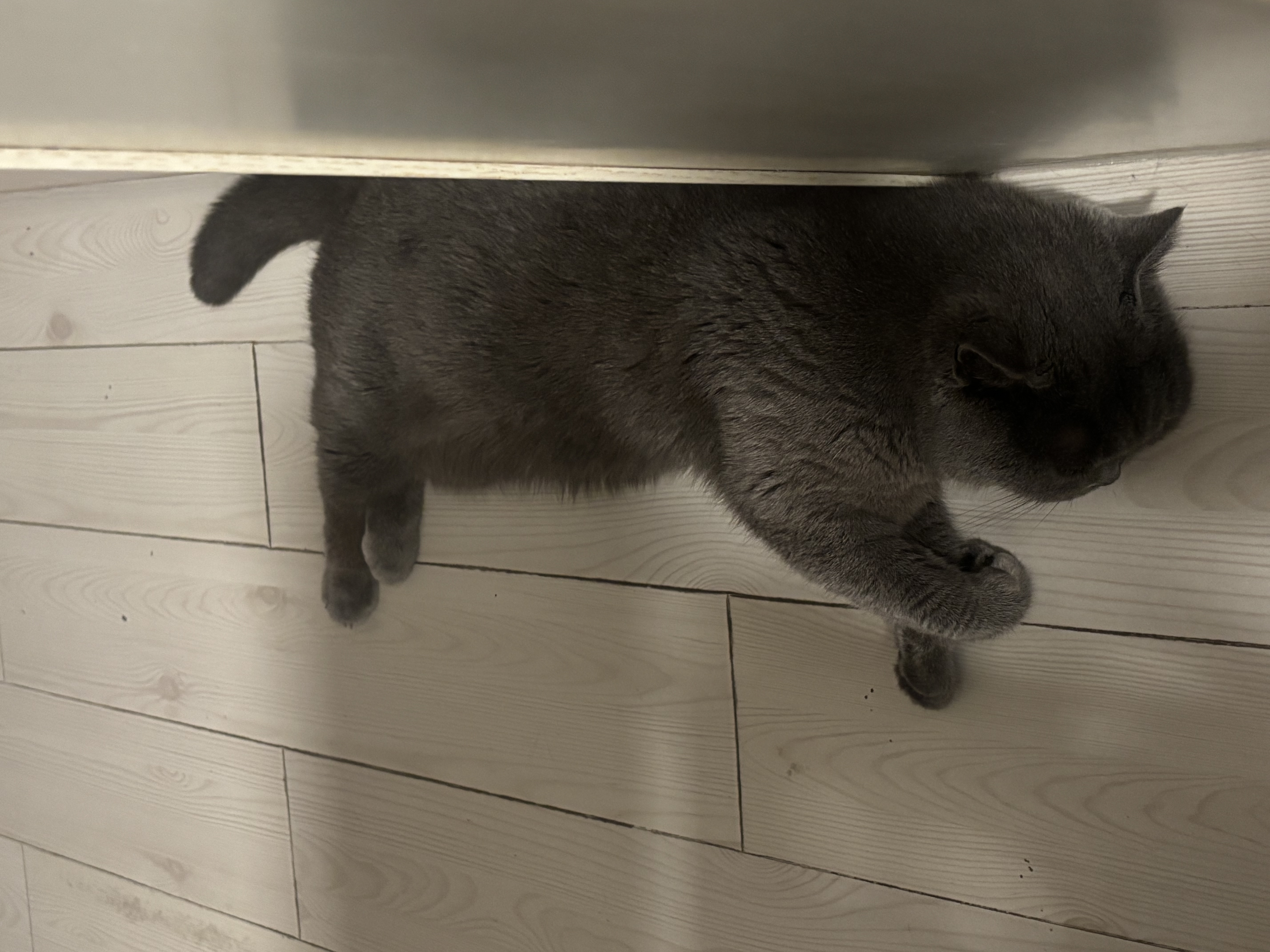 芸灵硫酸新霉素滴眼液宠物用猫咪狗眼发炎流泪泪痕结膜消炎眼药水8ml 实拍图