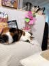 斑队长【适合新手】宠物指甲剪刀钳 猫咪狗狗美容工具用品 带锉刀 小号天空蓝-送锉刀 实拍图