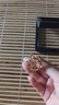 万事利丝巾扣环大中方巾扣百搭多功能服装配饰围巾衣角打结扣子 大号 实拍图