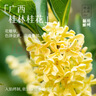 嘉华鲜花饼现烤桂花栗子酥35g*8枚礼盒云南特产糕点源头直发包邮 实拍图