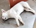 皇家狗粮 斗牛犬成犬狗粮 犬粮 宠物中型犬 FBA26 全价犬粮 ≥12月3KG 实拍图