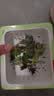 【新人专享】虹之玉多肉植物彩色系列红色精品多肉办公室室内 随机多肉5颗不重复 实拍图