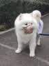 疯狂小狗中大型犬狗粮成幼犬40斤宠物边牧金毛拉布拉多鸡肉燕麦20kg囤货装 实拍图
