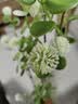 爱已装糖仿真绿植假花摆花花瓶插花diy花束塑料花客厅摆件装饰花叮叮果1束 实拍图