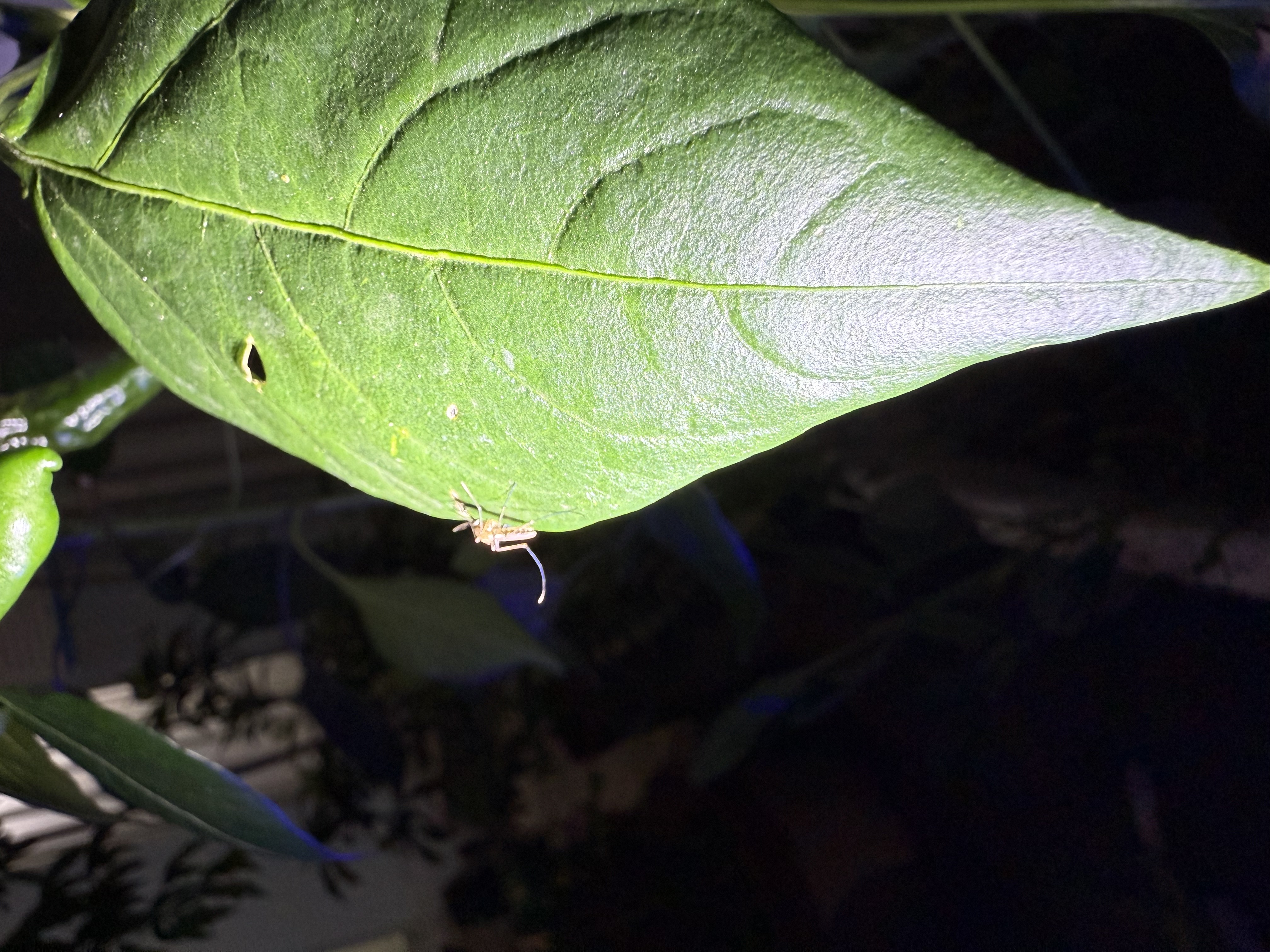 森林地带驱蚊液户外驱蚊喷雾15%避蚊胺驱蚊神器防蚊花露水25ml 实拍图