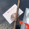 哈曼顿 HUANXIANG 紫竹短箫 手工精品一节八孔正手洞箫 G调 零基础入门萧成人初学专业演奏民族吹奏乐器 实拍图