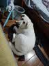 petlimit狗狗牵引绳宠物p链遛狗链子小中大型训犬防爆冲随行一体P绳1.8米  实拍图