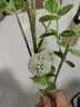 爱已装糖仿真绿植假花摆花花瓶插花diy花束塑料花客厅摆件装饰花叮叮果1束 实拍图