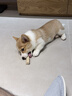 贵为（GiGwi）狗狗玩具中大型犬户外训练飞环柔软高弹拔河互动可浮水耐咬耐磨 实拍图