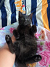 憨憨宠猫笼折叠猫笼子大号猫别墅加粗加密双层猫舍猫窝宠物猫咪用品家用 黑色 700双层 实拍图