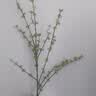 爱已装糖仿真绿植假花花瓶插花单支diy花束塑料花客厅摆件装饰花相思果1束 实拍图