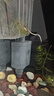 森森（SUNSUN）鱼缸过滤器壁挂式外置过滤泵水族箱过滤器HBL HBL-302 3W 实拍图