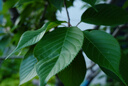索尼（SONY）DSC-RX100M7 RX100VII 黑卡数码相机 长焦 4K视频 rx100m7 黑卡7【赠黑鹞胸包+座充+膜+电池盒+清洁套装】 官方标配[出厂配置无内存]下拉详情可见套餐介绍 实拍图