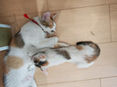 美滋元成猫猫粮 三文鱼味成猫粮全猫咪通用天然粮全价猫粮 三文鱼 成猫粮5kg 实拍图