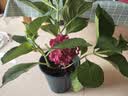 绣球花苗无尽夏带花苞四季开花绣球花盆栽庭院好养花卉植物室内花 烈焰【大花绣球-可调色】 精品大苗【花期带花苞】原盆宽18cm高45cm 实拍图