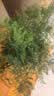 花行榜文竹盆栽绿植物室内客厅中式禅意盆景办公室摆件高端花卉源头直发 实拍图