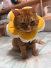 华元宠具（hoopet）猫咪伊丽莎白圈幼猫项圈宠物狗狗圈颈圈脖圈头套犬耻辱圈防舔头罩 实拍图
