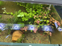 森森 超白玻璃小鱼缸HWK-600P裸缸款水草缸金鱼缸小型水族箱水草缸  实拍图