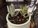 【亏本冲量】多肉植物盆栽新手套餐迷你绿植 2颗不同品种多肉(不带盆和土） 实拍图