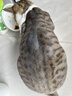 奥克斯（AUX）宠物剃毛器猫咪专用推子长毛猫电推剪静音剃猫毛神器宠物猫脚底推毛器 【长毛猫专用 可防水】标配 晒单实拍图