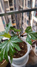 植物支架B1P50-固定花架爬藤花卉盆栽金钱树造型制作材料支撑 铁支架【40cm】10支+固定夹10个 默认 实拍图