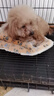 皇家狗粮 贵宾幼犬狗粮 犬粮 宠物小型犬 APD33 全价犬粮 2-10月 3KG 实拍图