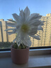 润本儿童植物精油手环30条*2儿童专用精油香圈森林动物+恐龙王国 实拍图