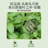 西知堂甜菊叶150g精选甜叶菊天然代糖菊叶干泡水泡茶养生花茶甜菊糖自营 实拍图