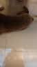 凯锐思中小型犬狗粮 成犬鲜肉肠胃宠物通用泰迪比熊小狗粮 【养护肠胃】鲜肉鸭肉梨20斤 实拍图