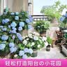 绣球花苗无尽夏带花苞四季开花绣球花盆栽庭院好养花卉植物室内花 烈焰【大花绣球-可调色】 精品大苗【花期带花苞】原盆宽18cm高45cm 实拍图