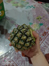 广东徐闻香水菠萝新鲜水果生鲜热带孕妇水果整箱包邮 1个装 单果1.3-1.5斤 实拍图