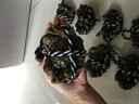 【活蟹】阳澄帝 大闸蟹鲜活  现货特大螃蟹公蟹母蟹精品礼盒装 精品六月黄3.5-3.8两  8只装 实拍图