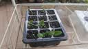 德沃多蔬菜专用植物营养土40L园艺种菜土壤盆栽果蔬花土种植 实拍图