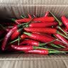 京鲜生 云南小米辣 净重500g 新鲜辣椒 新鲜蔬菜 源头直发包邮 实拍图