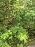 保丽净假牙清洁片60片 全半口洁牙片泡腾片便携洗牙清洁口腔 京东自营 实拍图