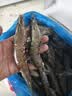 禧美海产鲜冻大号黑虎虾 净重3斤装 45-60只/盒 单冻大虾 海鲜 烧烤食材 实拍图