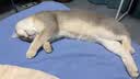 pidan猫砂 豆腐猫砂2.4kg*4包强力吸臭纯猫砂 可冲厕所非膨润土砂 实拍图